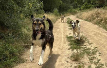 JACK, Hund, Mischlingshund in Bulgarien - Bild 6