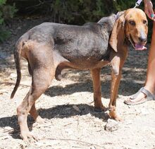 PETER4, Hund, Jagdhund-Mix in Zypern - Bild 10