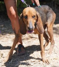 PETER4, Hund, Jagdhund-Mix in Zypern - Bild 4