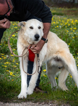 OBELIX, Hund, Mischlingshund in Portugal - Bild 1