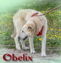 OBELIX, Hund, Mischlingshund in Portugal - Bild 5