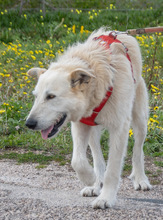 OBELIX, Hund, Mischlingshund in Portugal - Bild 6