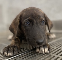 TYWIN, Hund, Mischlingshund in Griechenland - Bild 2