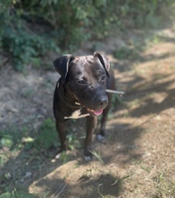 AGORA, Hund, American Staffordshire Terrier-Mix in Ungarn - Bild 1