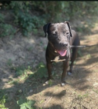 AGORA, Hund, American Staffordshire Terrier-Mix in Ungarn - Bild 6