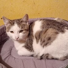 GREY, Katze, Europäisch Kurzhaar in Bulgarien - Bild 9