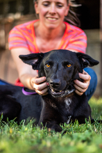 CEZAR, Hund, Mischlingshund in Ungarn - Bild 1