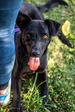 CEZAR, Hund, Mischlingshund in Ungarn - Bild 2