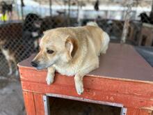 DINGO, Hund, Mischlingshund in Rumänien - Bild 12