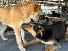 DINGO, Hund, Mischlingshund in Rumänien - Bild 3