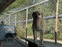 DINGO, Hund, Mischlingshund in Rumänien - Bild 4