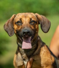 ALONSO, Hund, Dackel-Mix in Ungarn - Bild 1