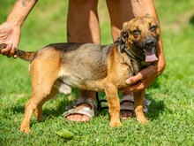 ALONSO, Hund, Dackel-Mix in Ungarn - Bild 2