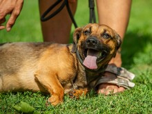 ALONSO, Hund, Dackel-Mix in Ungarn - Bild 4