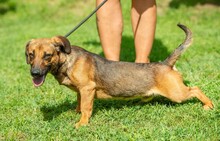 ALONSO, Hund, Dackel-Mix in Ungarn - Bild 5