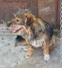 DUKE, Hund, Mischlingshund in Rumänien - Bild 7