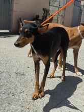 EMBER, Hund, Podenco-Mix in Spanien - Bild 1