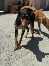 EMBER, Hund, Podenco-Mix in Spanien - Bild 2