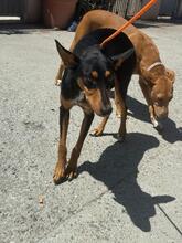 EMBER, Hund, Podenco-Mix in Spanien - Bild 3