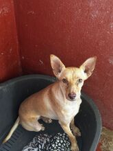 YOKO, Hund, Podenco in Spanien - Bild 7