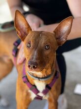 COSMO, Hund, Podenco in Spanien - Bild 1