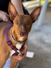 COSMO, Hund, Podenco in Spanien - Bild 2