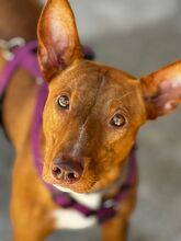 COSMO, Hund, Podenco in Spanien - Bild 3