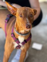 COSMO, Hund, Podenco in Spanien - Bild 4