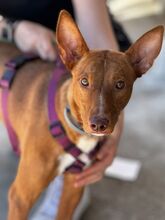 COSMO, Hund, Podenco in Spanien - Bild 5