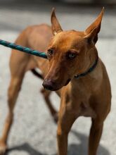 RUBY, Hund, Podenco in Spanien - Bild 2