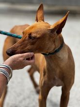 RUBY, Hund, Podenco in Spanien - Bild 4