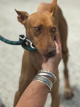 RUBY, Hund, Podenco in Spanien - Bild 5