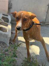 LENI, Hund, Podenco in Belgien - Bild 1