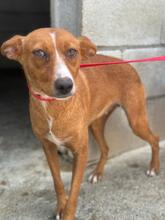 LENI, Hund, Podenco in Belgien - Bild 3