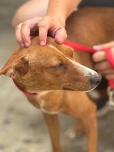 LENI, Hund, Podenco in Belgien - Bild 4