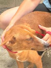 LENI, Hund, Podenco in Belgien - Bild 5