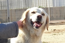 TESEO, Hund, Maremmano-Labrador-Mix in Italien - Bild 1