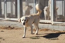 TESEO, Hund, Maremmano-Labrador-Mix in Italien - Bild 2