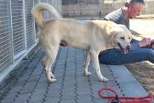 TESEO, Hund, Maremmano-Labrador-Mix in Italien - Bild 3