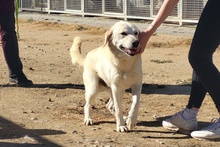 TESEO, Hund, Maremmano-Labrador-Mix in Italien - Bild 4