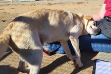 TESEO, Hund, Maremmano-Labrador-Mix in Italien - Bild 5