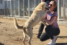 TESEO, Hund, Maremmano-Labrador-Mix in Italien - Bild 6