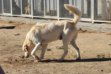 TESEO, Hund, Maremmano-Labrador-Mix in Italien - Bild 7