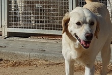 TESEO, Hund, Maremmano-Labrador-Mix in Italien - Bild 8