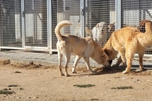 TESEO, Hund, Maremmano-Labrador-Mix in Italien - Bild 9