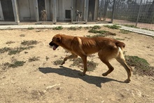 FULVIO, Hund, Shar Pei-Chow Chow-DSH-Mix in Italien - Bild 10