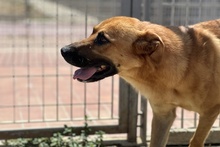 FULVIO, Hund, Shar Pei-Chow Chow-DSH-Mix in Italien - Bild 11