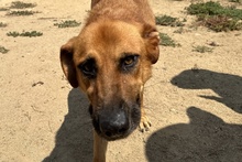 FULVIO, Hund, Shar Pei-Chow Chow-DSH-Mix in Italien - Bild 12