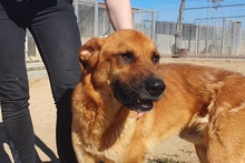 FULVIO, Hund, Shar Pei-Chow Chow-DSH-Mix in Italien - Bild 14