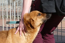 FULVIO, Hund, Shar Pei-Chow Chow-DSH-Mix in Italien - Bild 15